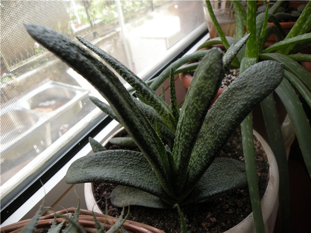 KAKTUS